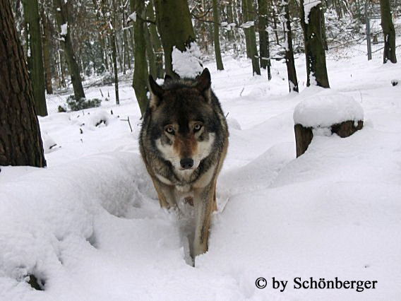 Sibirische Wolf Wolfgang